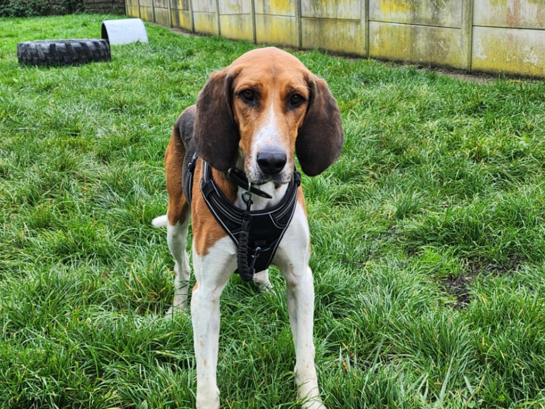 Photo #4 de Trompette