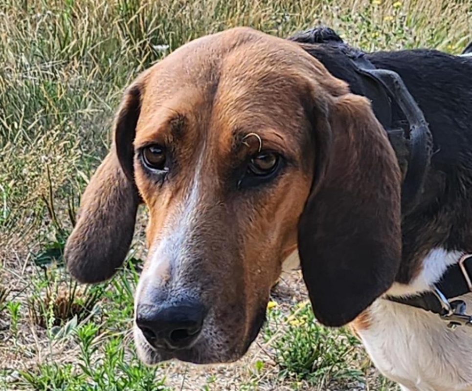 Photo #7 de Trompette