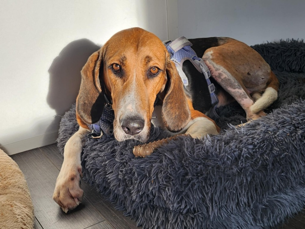 Photo #10 de Trompette