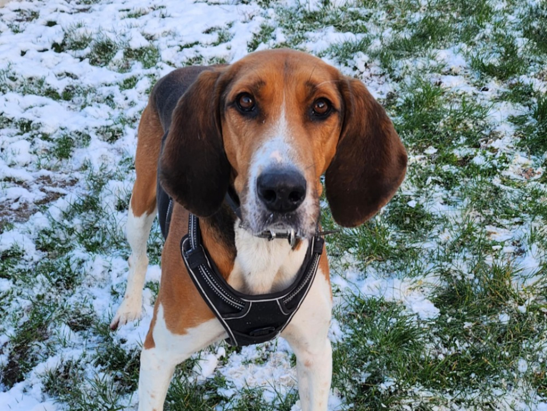 Photo #11 de Trompette