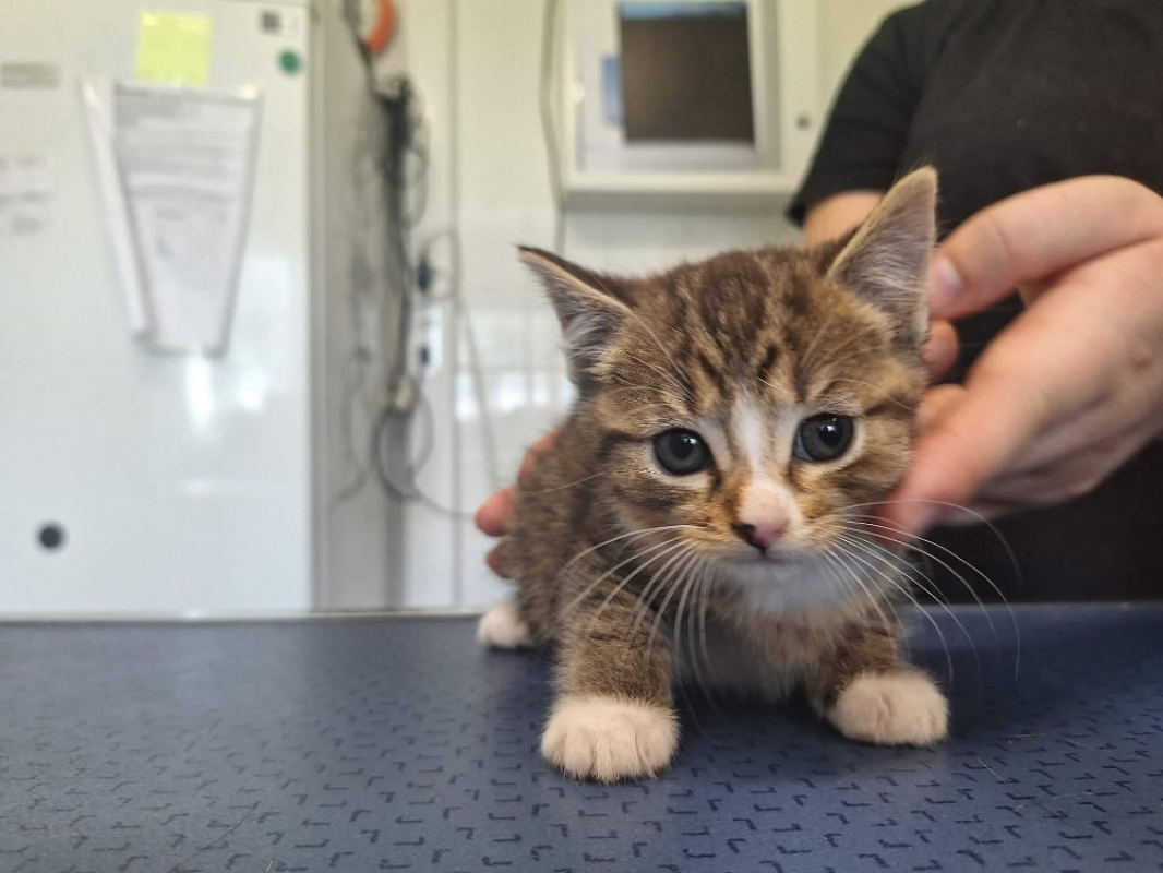 Neko - Chat Européen à adopter