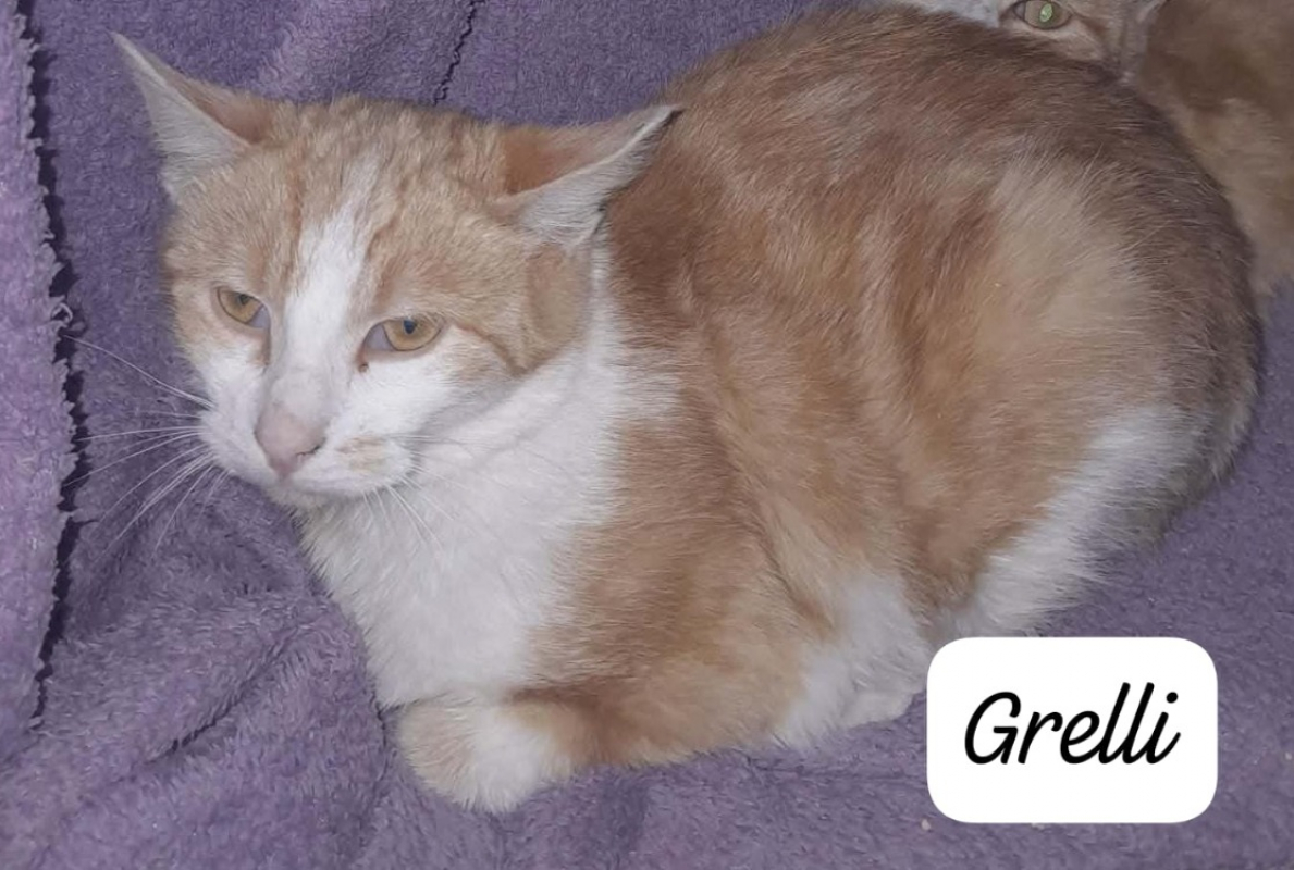 Photo #2 de Grelli