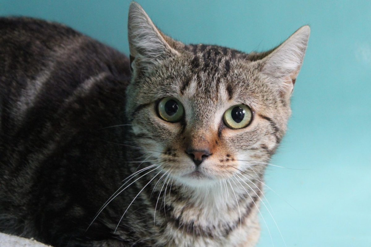 Photo #1 de Cartouche