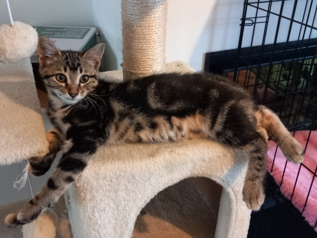 Photo de Simba