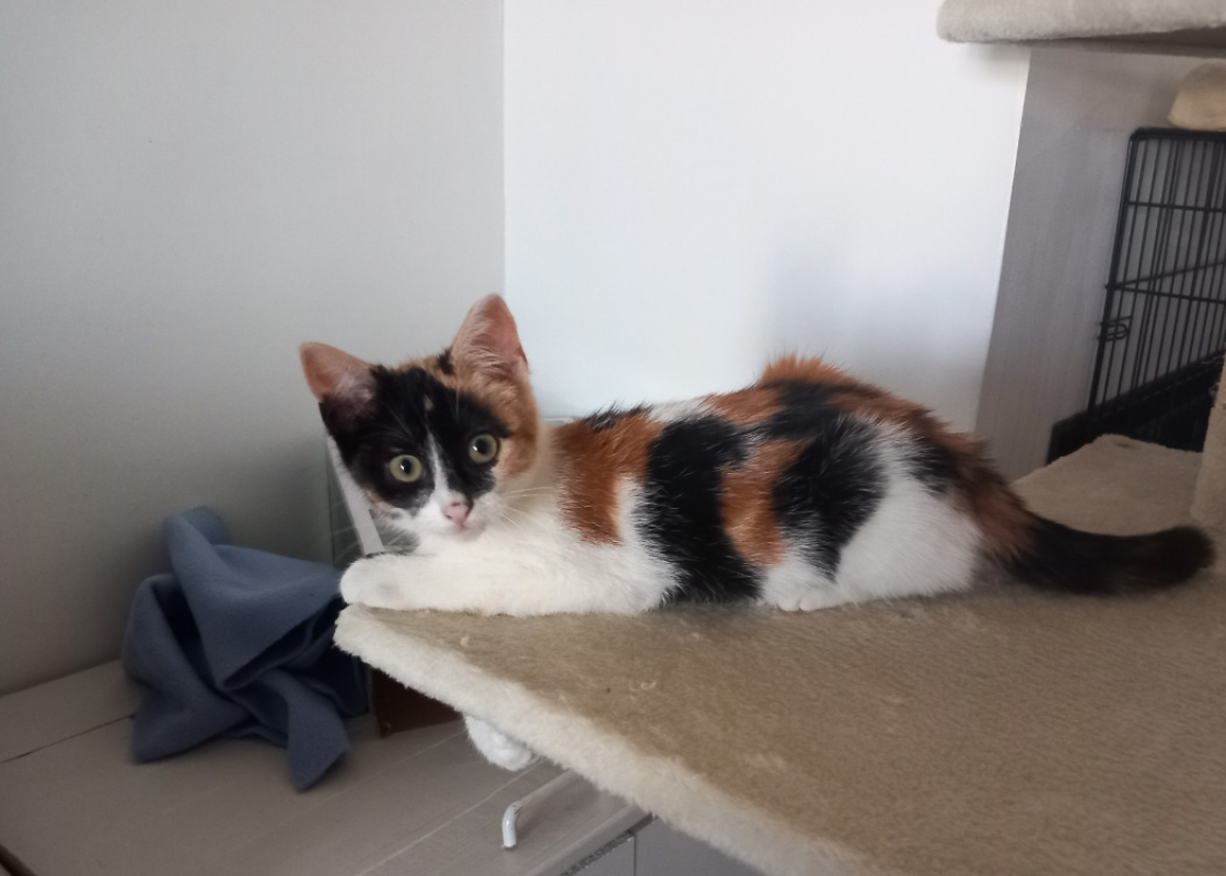 Photo de Zelda
