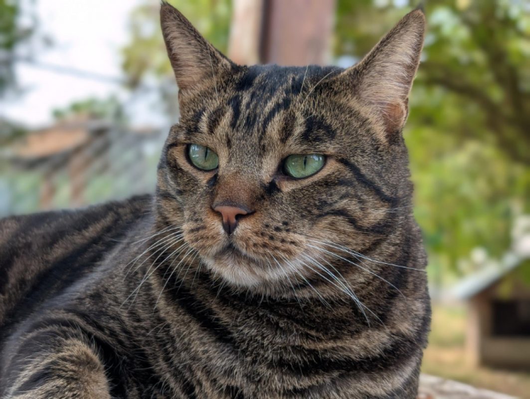 Bjorn - Chat Européen à adopter