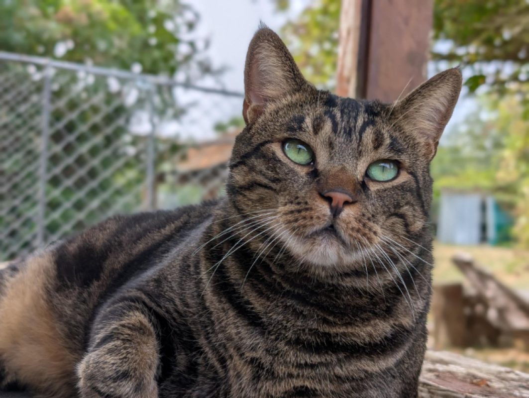 Bjorn - Chat Européen à adopter - photo 2