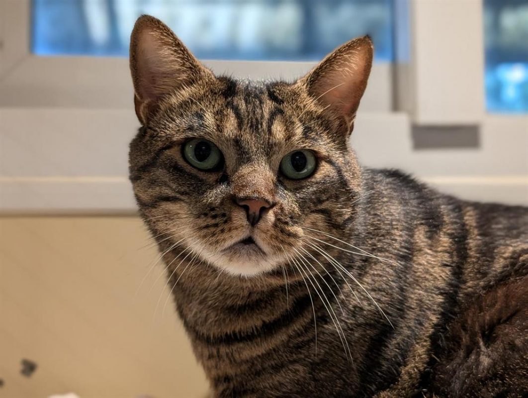 Bjorn - Chat Européen à adopter - photo 3