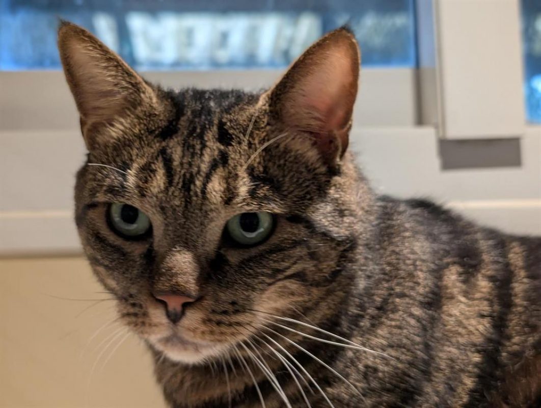 Bjorn - Chat Européen à adopter - photo 4