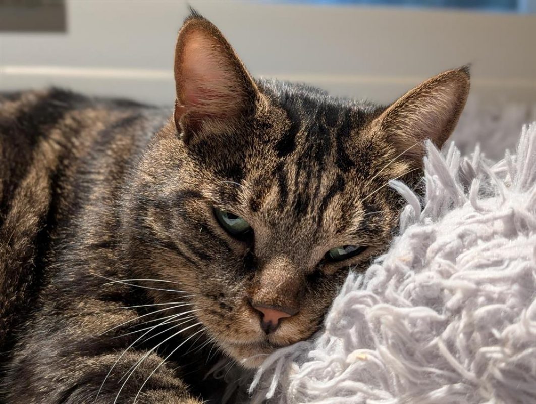 Bjorn - Chat Européen à adopter - photo 5