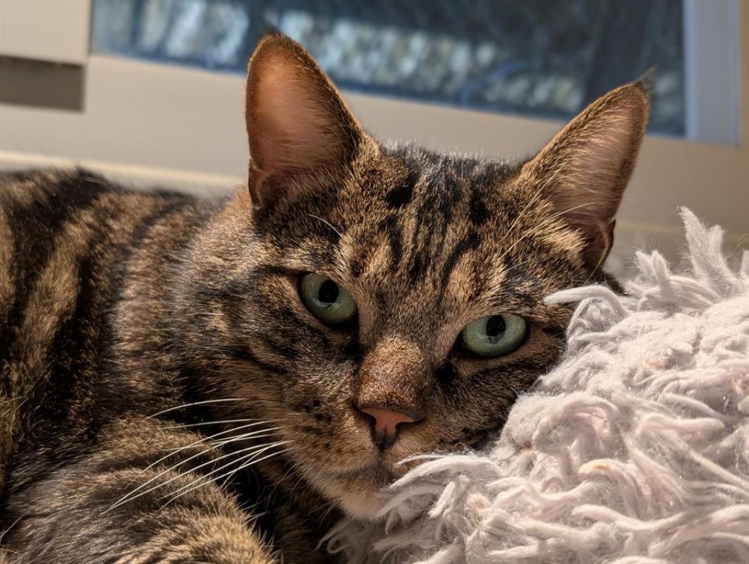 Bjorn - Chat Européen à adopter - photo 8