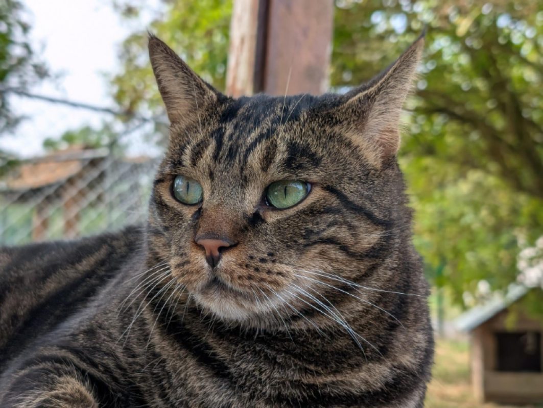 Bjorn - Chat Européen à adopter - photo 10