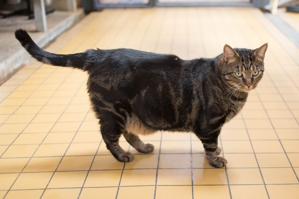 Bjorn - Chat Européen à adopter - photo 11