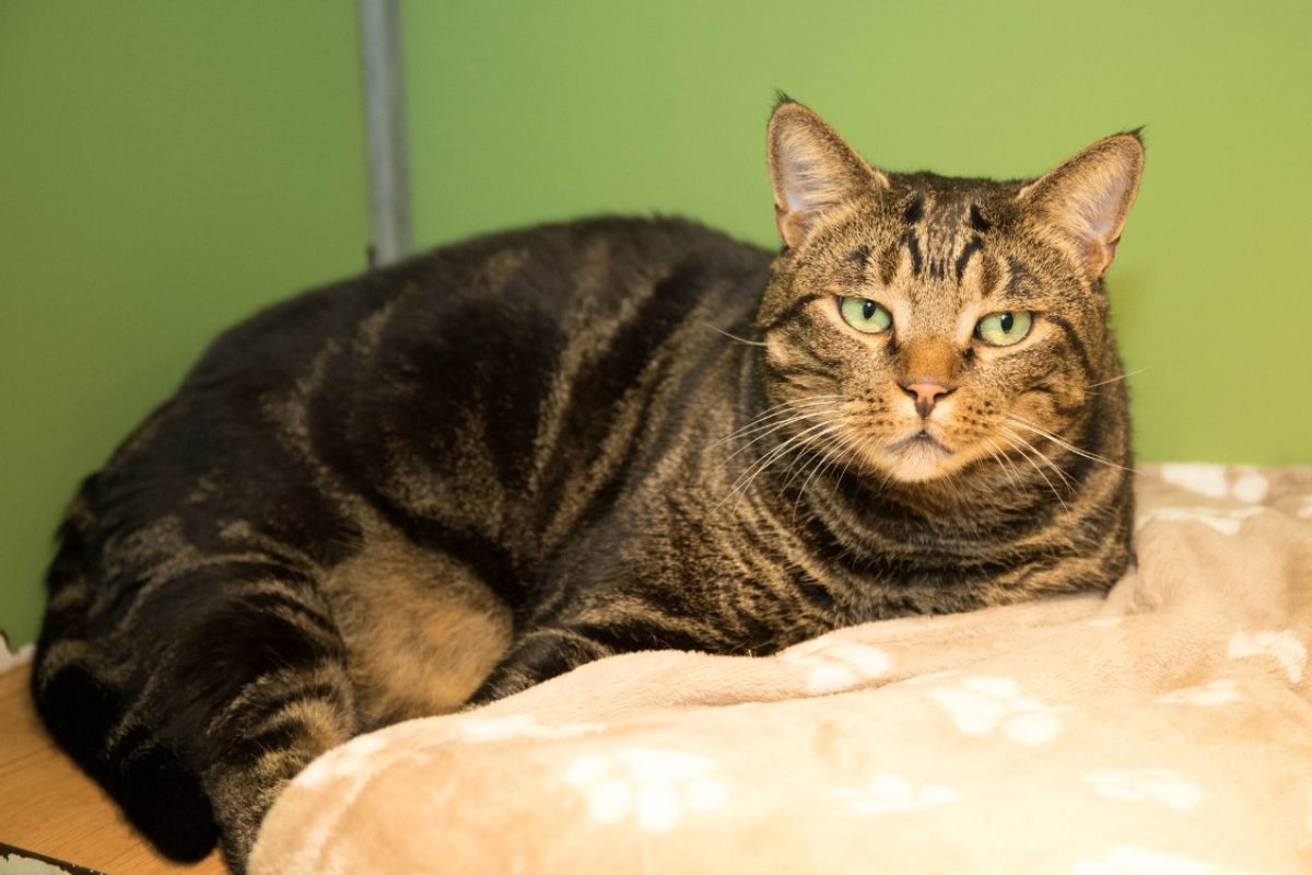Bjorn - Chat Européen à adopter - photo 12