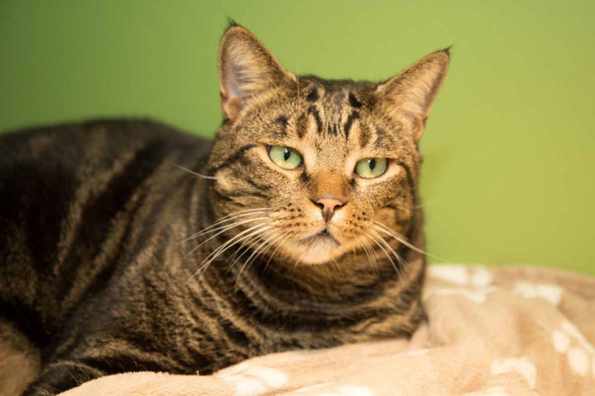 Bjorn - Chat Européen à adopter - photo 13