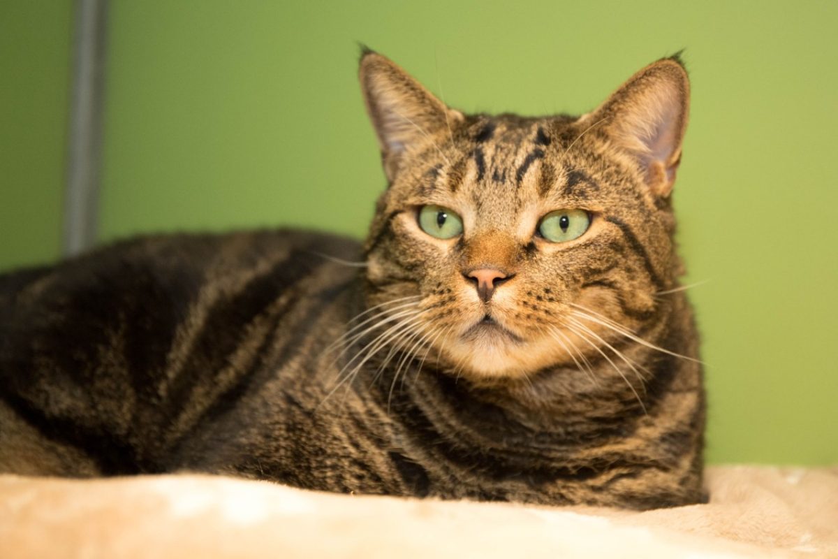Bjorn - Chat Européen à adopter - photo 14