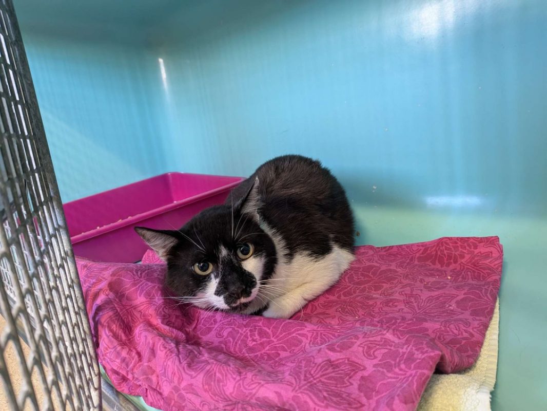 Riu - Chat Européen à adopter
