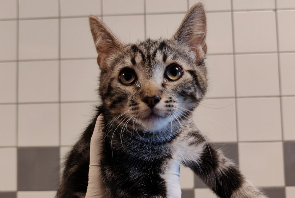 Figaro - Chat Européen à adopter