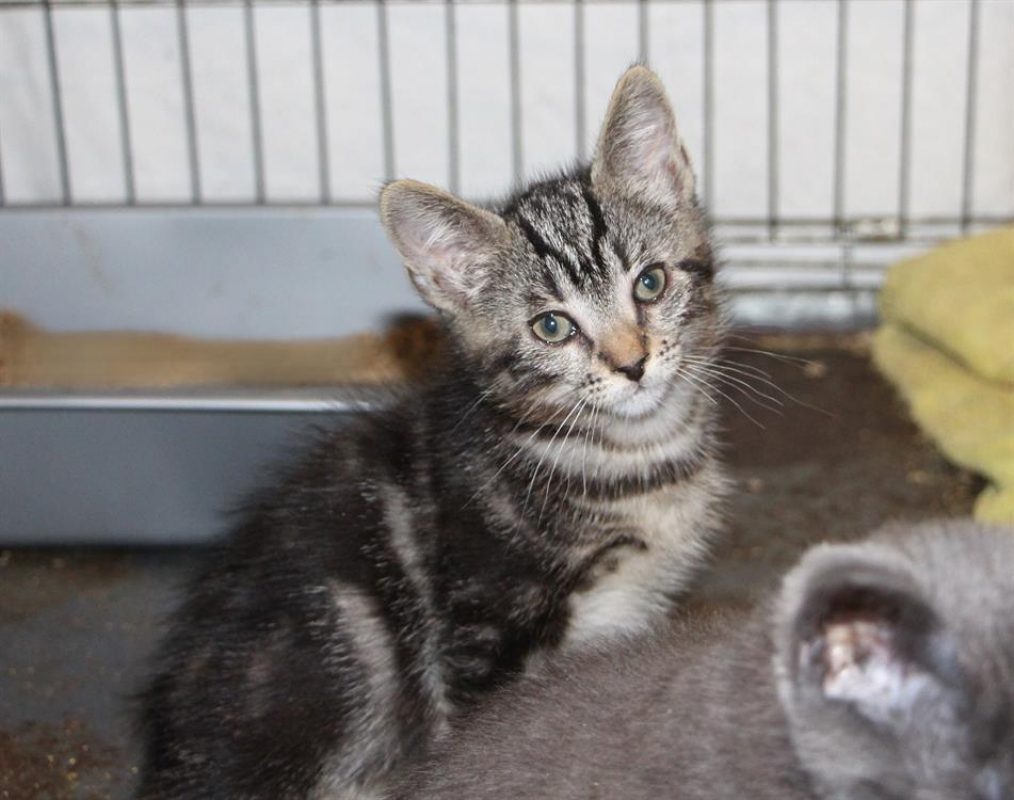 Figaro - Chat Européen à adopter - photo 2
