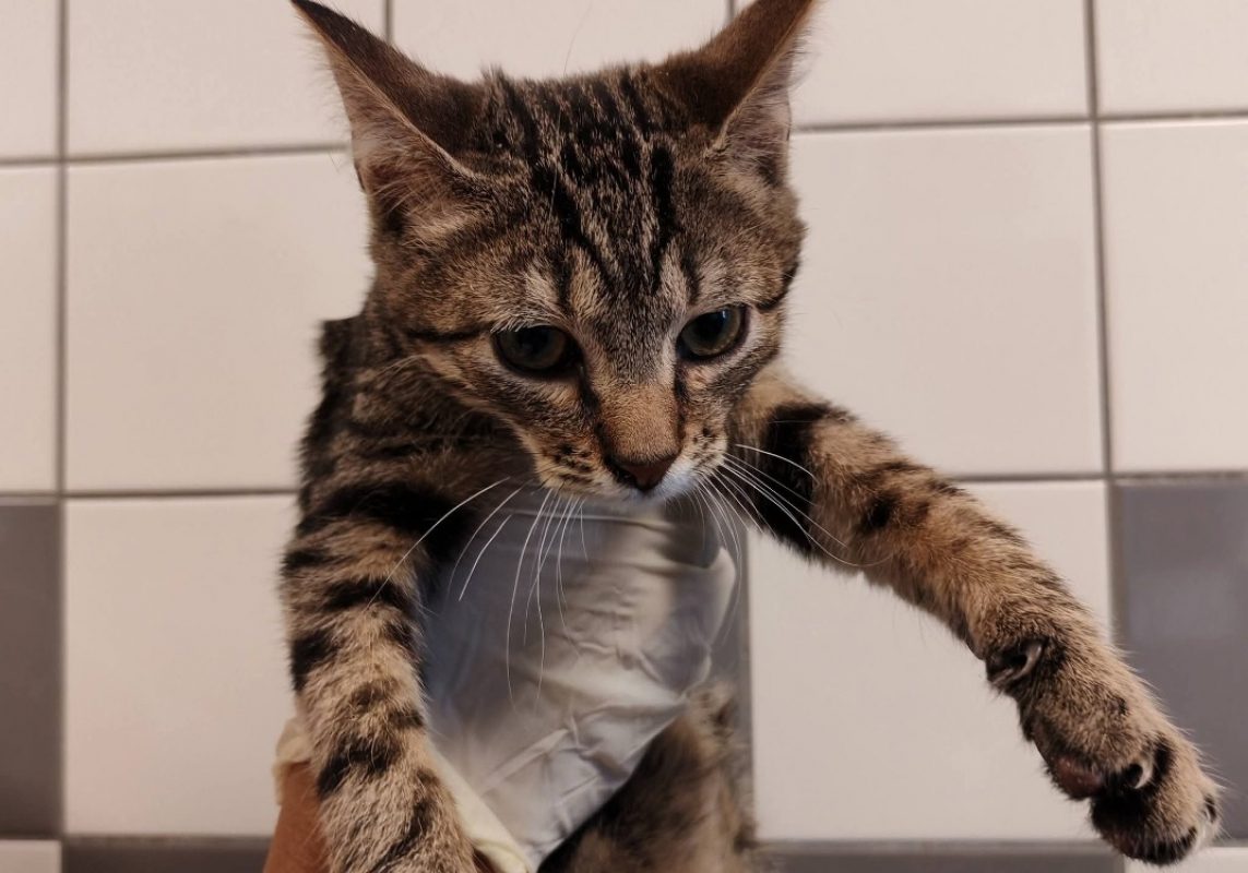 Nestor - Chat Européen à adopter