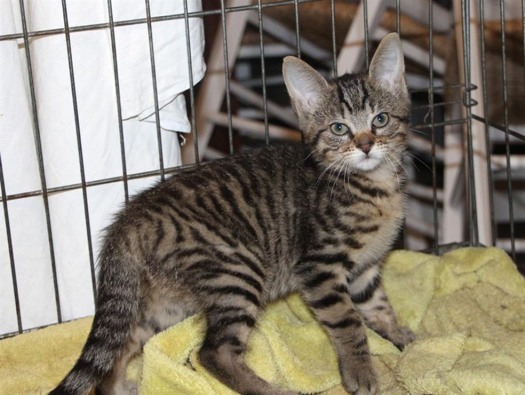 Nestor - Chat Européen à adopter - photo 2