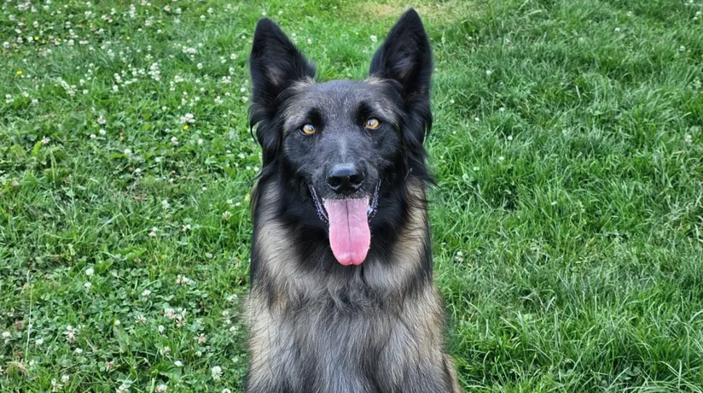 Andy - Chien Berger Belge Tervueren à adopter