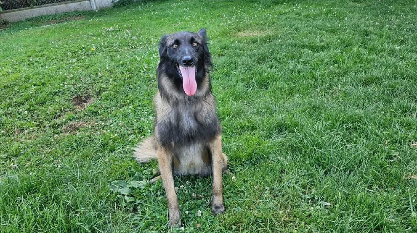 Andy - Chien Berger Belge Tervueren à adopter - photo 2