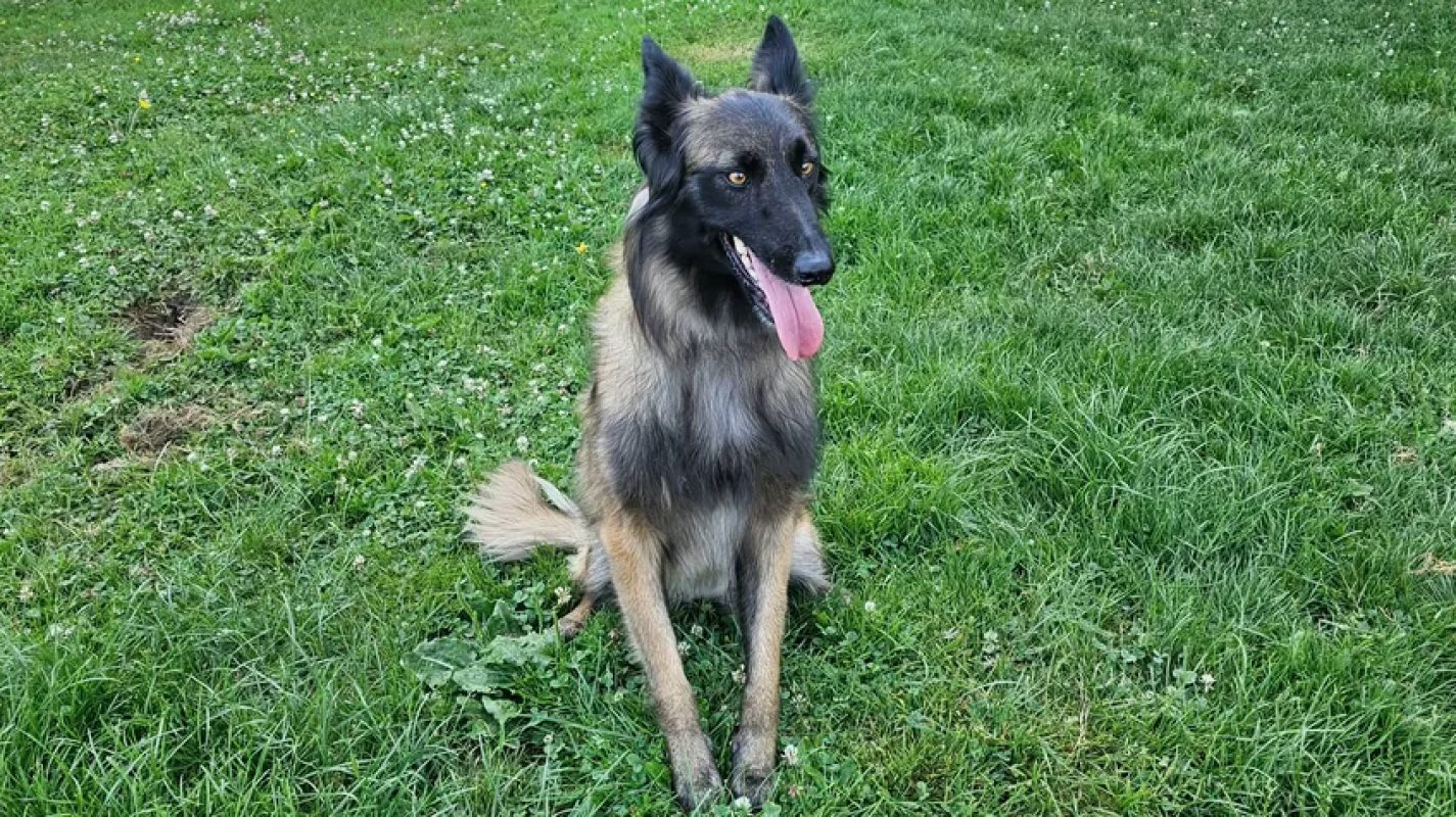 Andy - Chien Berger Belge Tervueren à adopter - photo 3