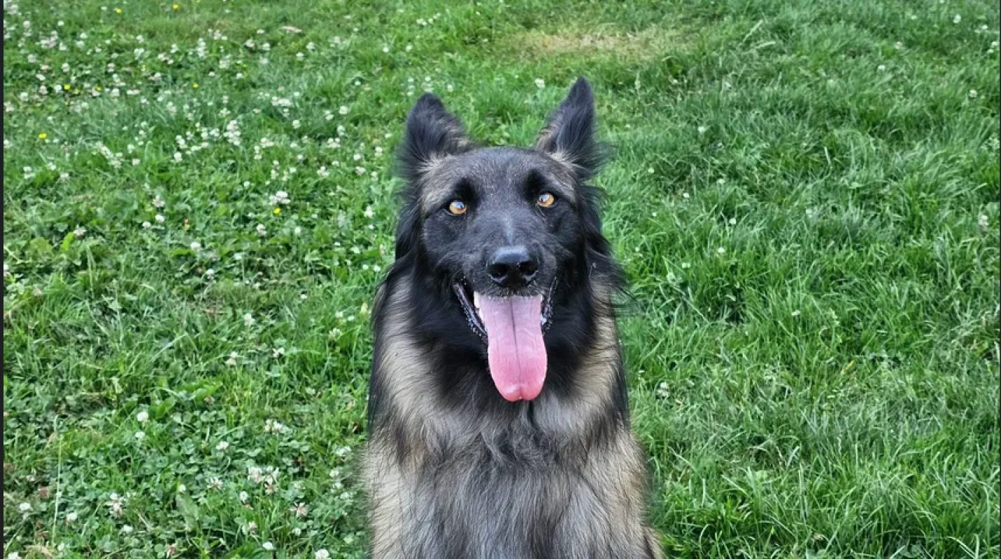 Andy - Chien Berger Belge Tervueren à adopter - photo 4