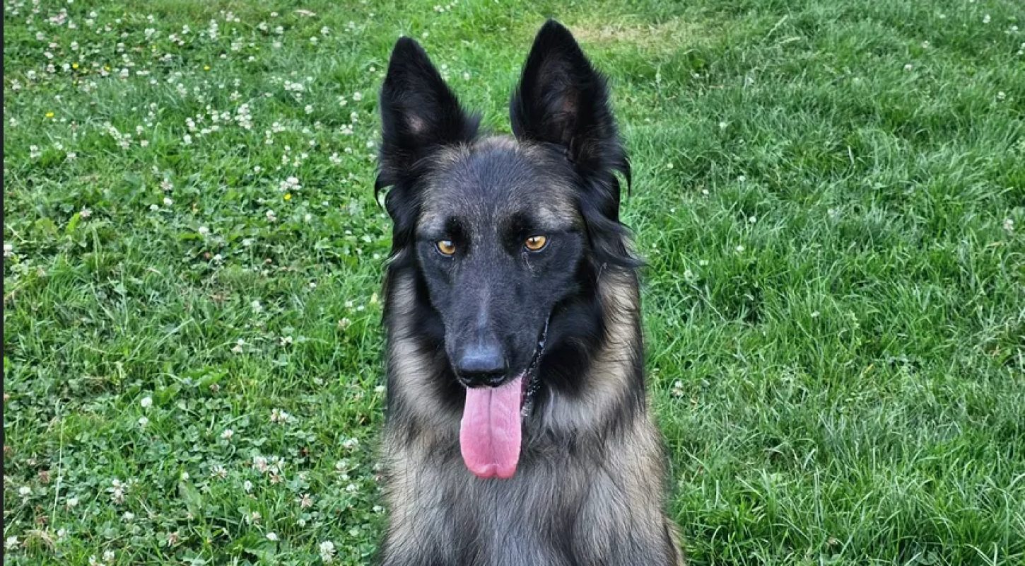 Andy - Chien Berger Belge Tervueren à adopter - photo 5