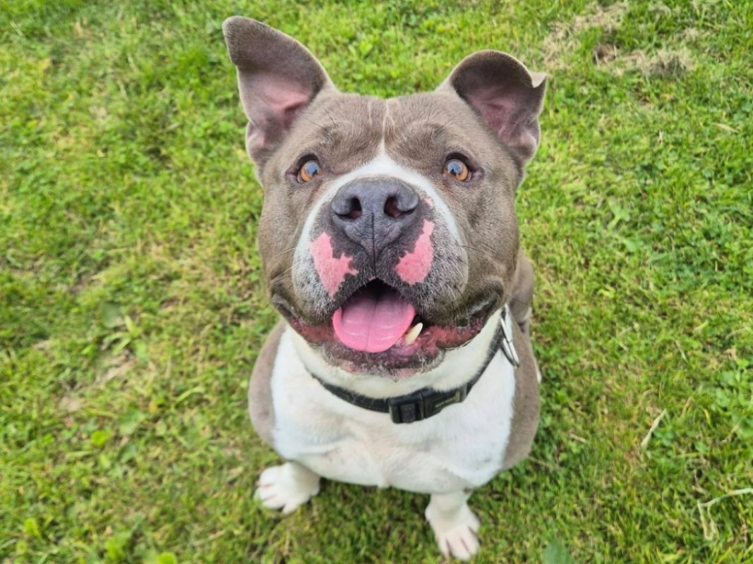 Athos - Chien American Bully à adopter