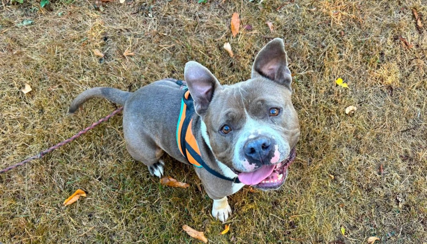 Athos - Chien American Bully à adopter - photo 2