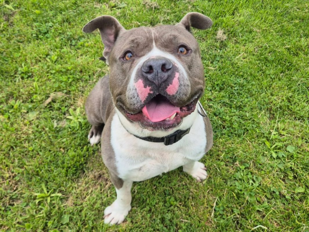 Athos - Chien American Bully à adopter - photo 3