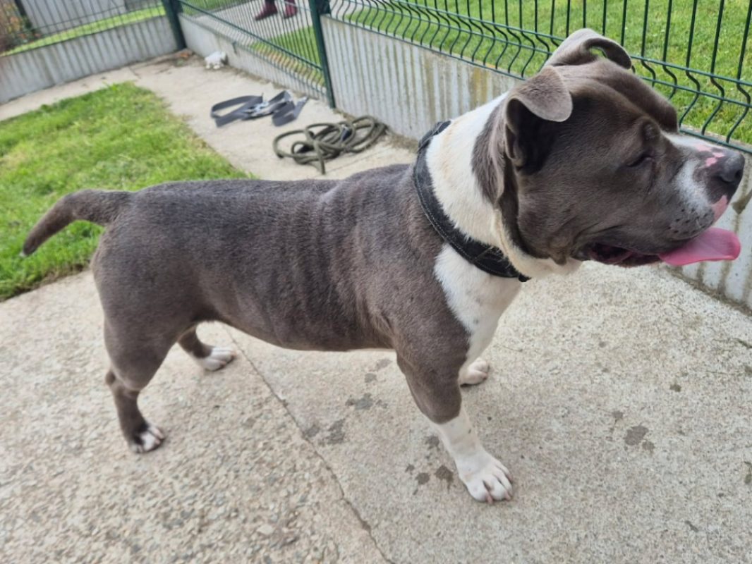 Athos - Chien American Bully à adopter - photo 4