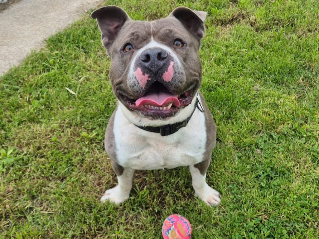 Athos - Chien American Bully à adopter - photo 5