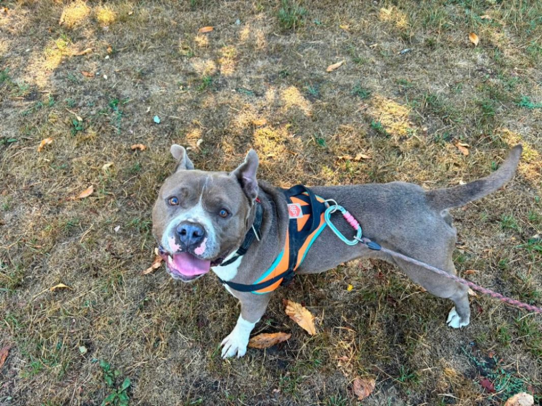 Athos - Chien American Bully à adopter - photo 6