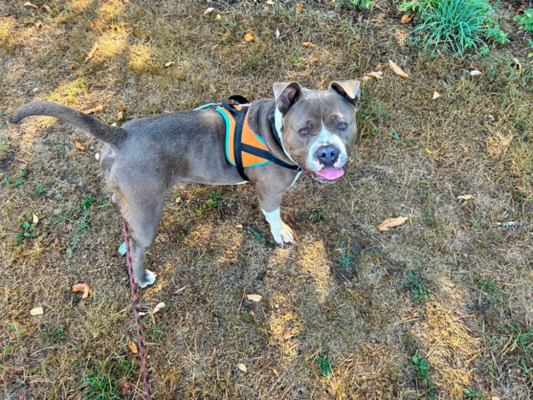 Athos - Chien American Bully à adopter - photo 7