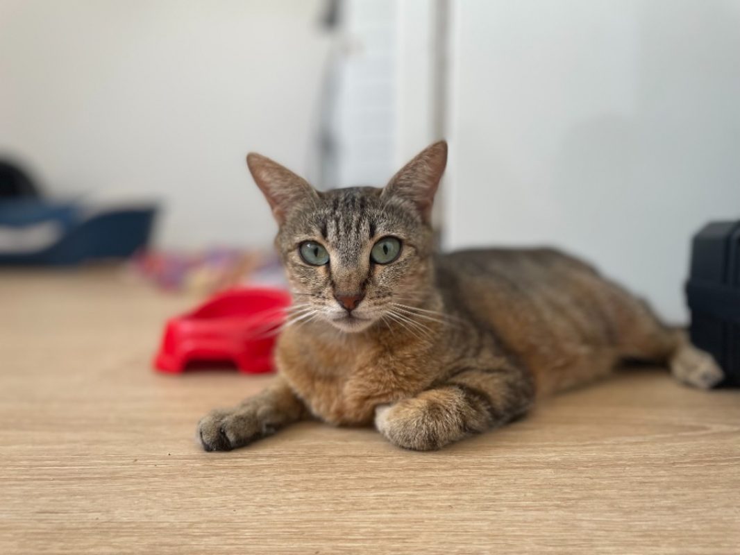 Valentine - Chat Européen à adopter