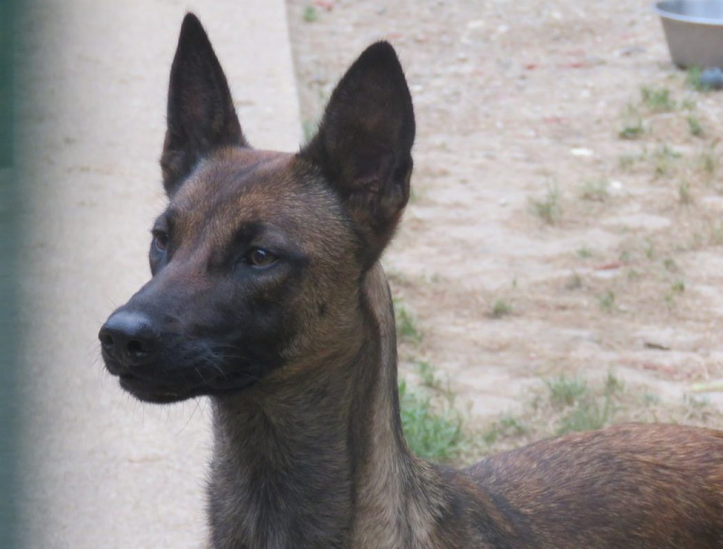 Plume - Chien Berger Belge Malinois à adopter