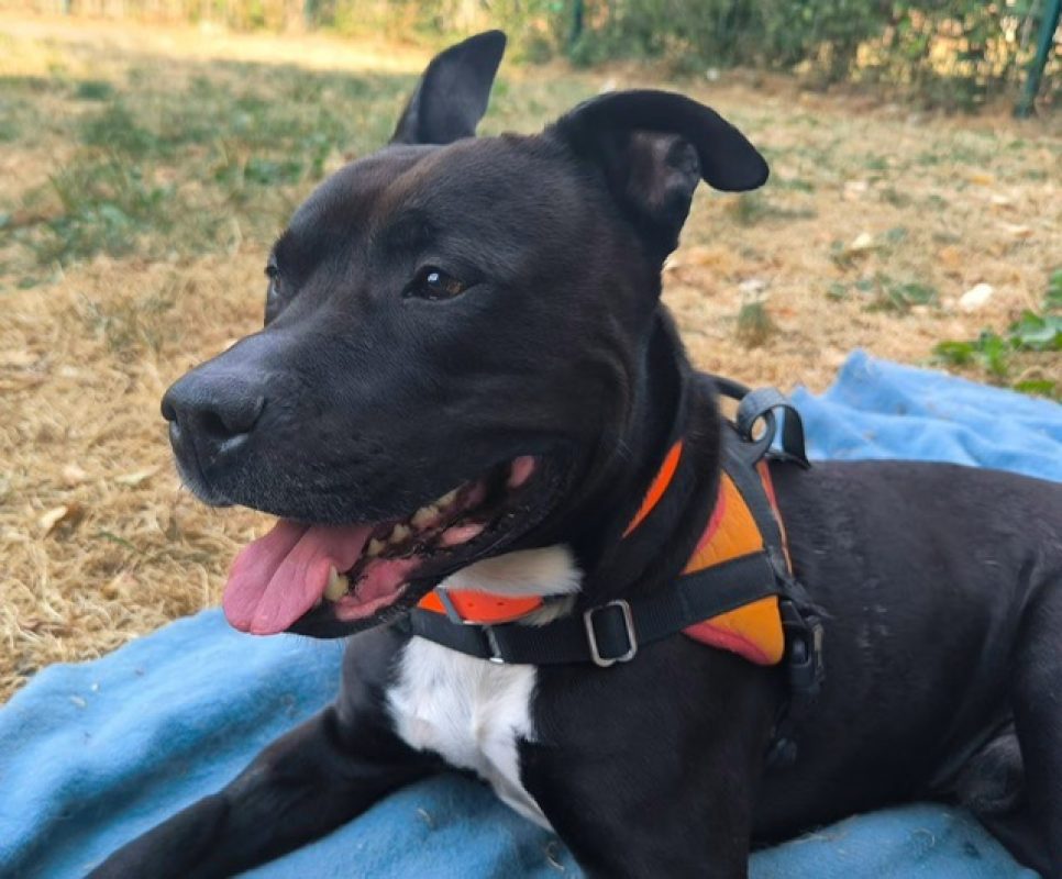 Black - Chien Bouledogue Américain à adopter