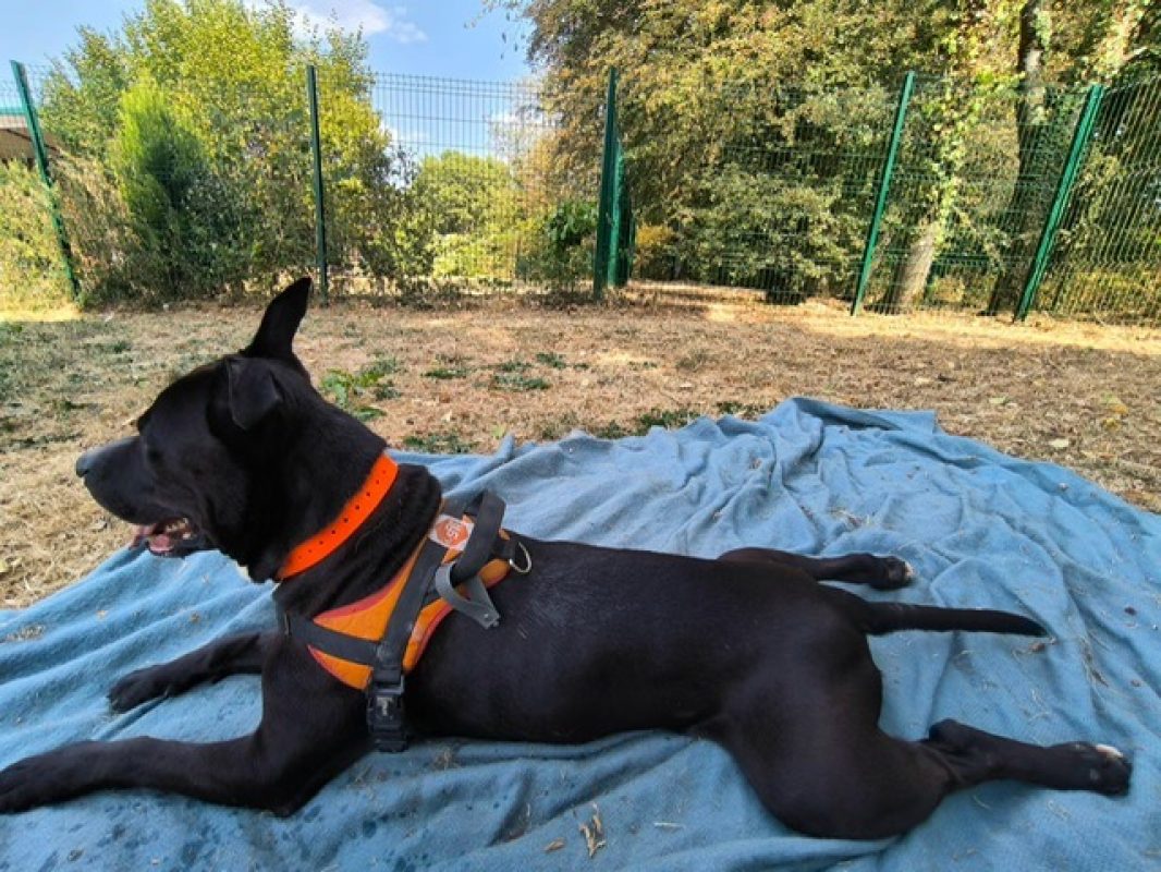 Black - Chien Bouledogue Américain à adopter - photo 2