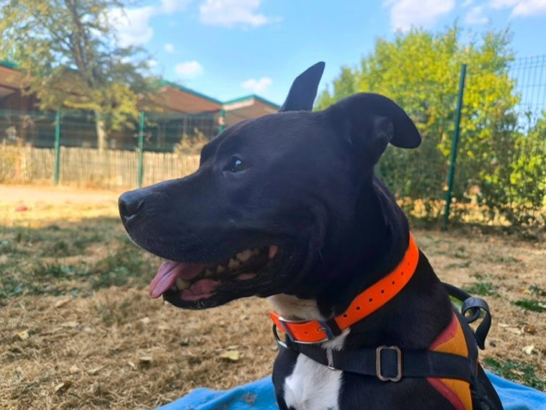 Black - Chien Bouledogue Américain à adopter - photo 3