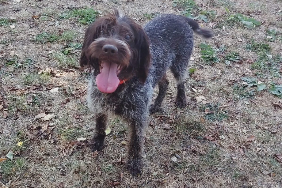 Lasko - Chien à adopter