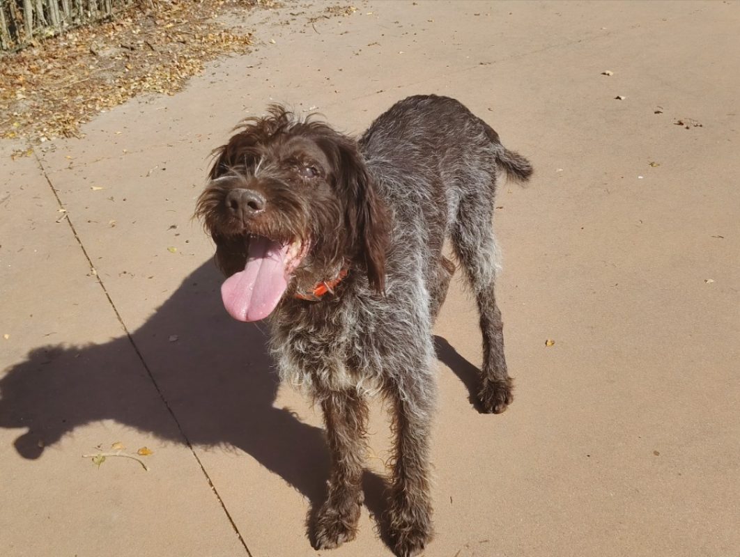 Lasko - Chien à adopter - photo 2