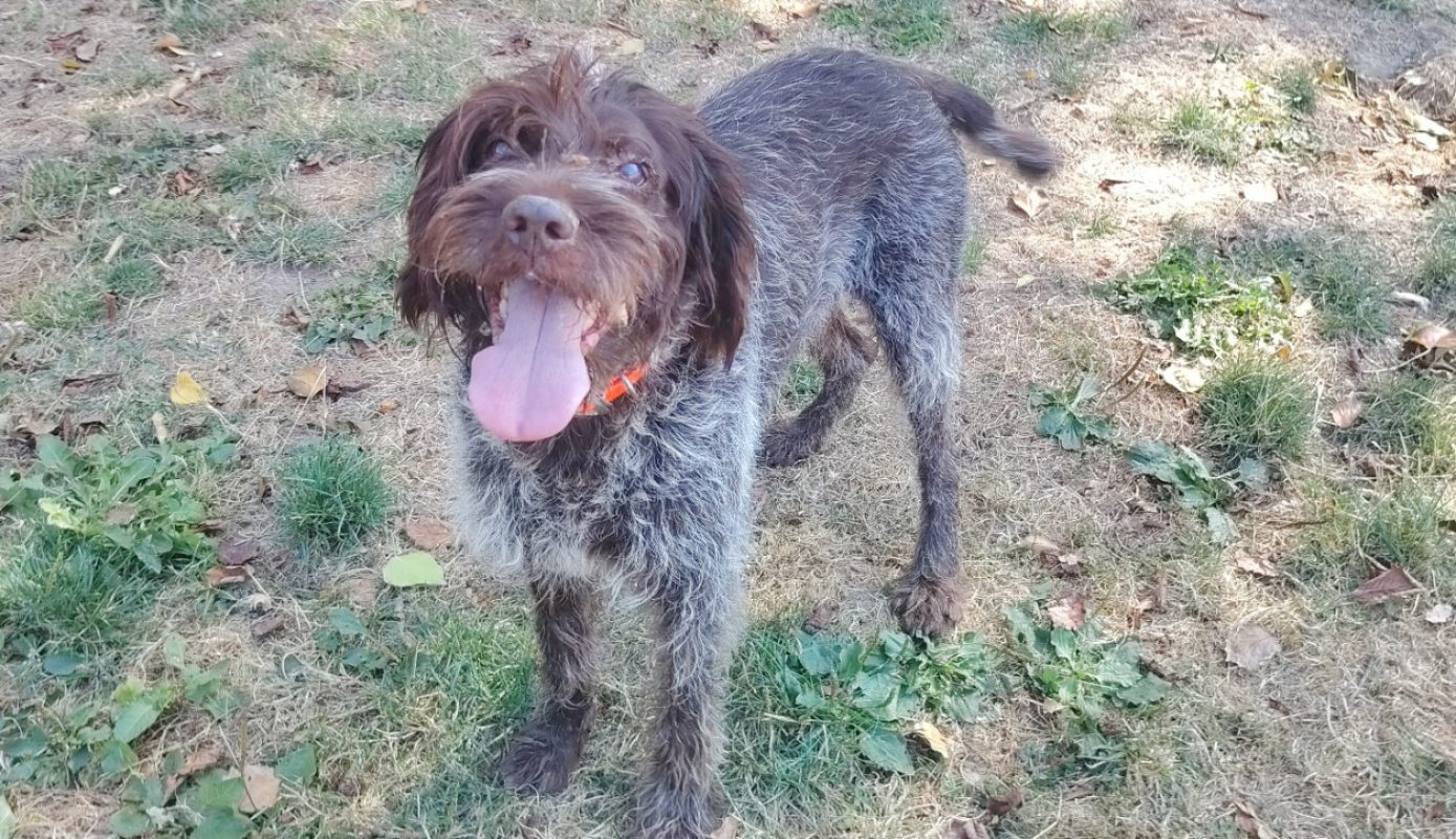 Lasko - Chien à adopter - photo 3