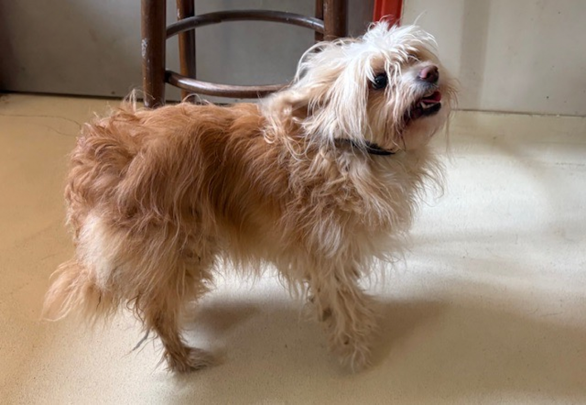 Photo #1 de Ollie
