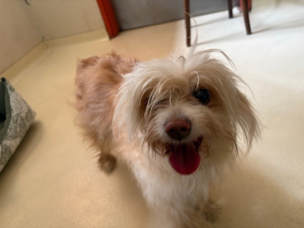 Photo #2 de Ollie