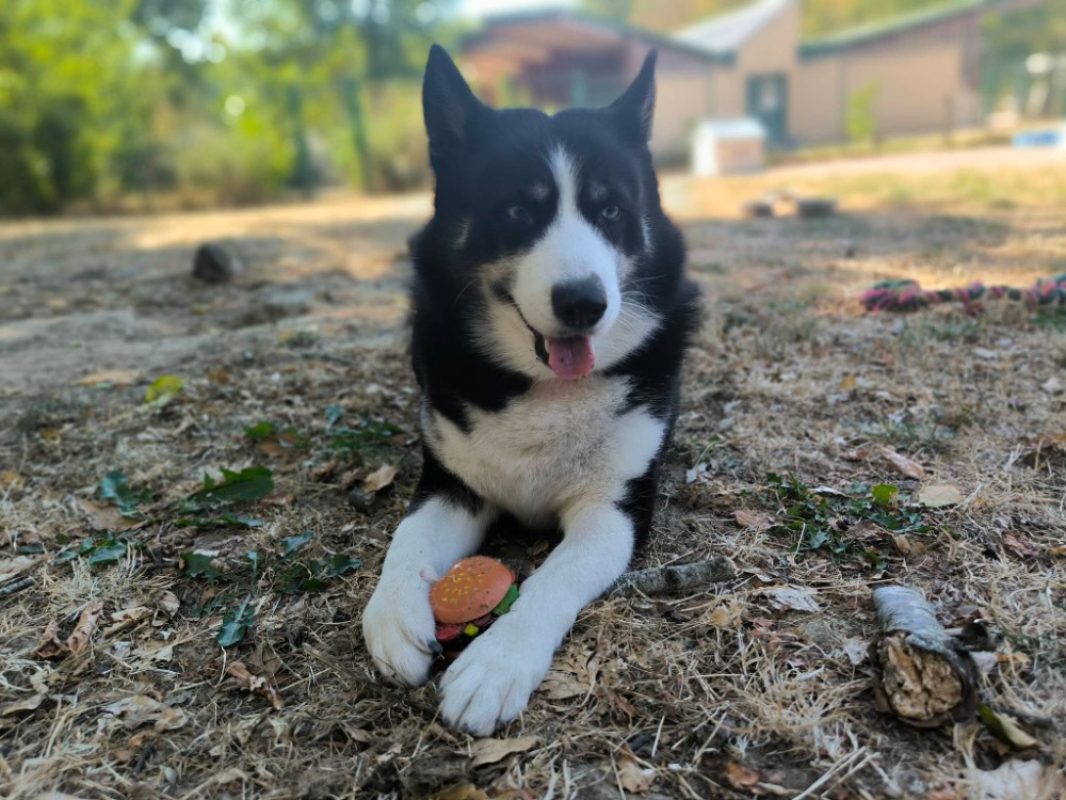 Luna - Chien Husky Sibérien à adopter