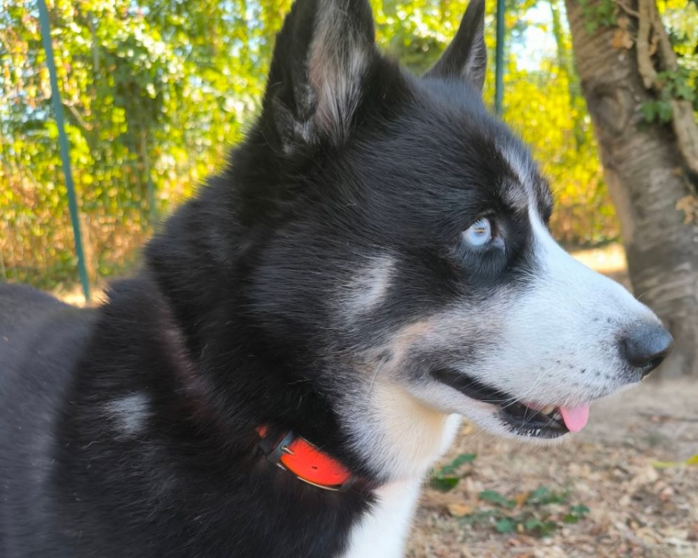 Luna - Chien Husky Sibérien à adopter - photo 2