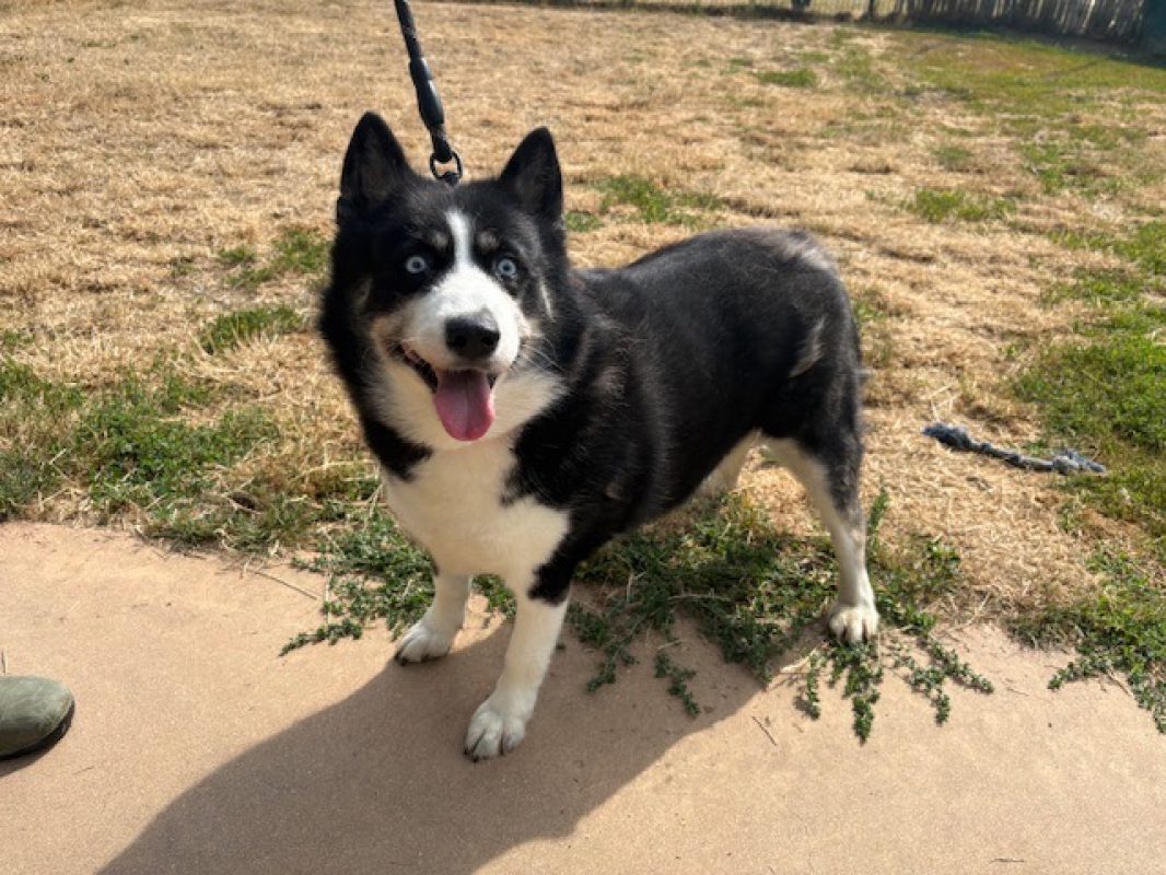 Luna - Chien Husky Sibérien à adopter - photo 3